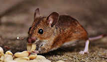 24 Hour & Emergency Exterminators in Macon Lake, AR